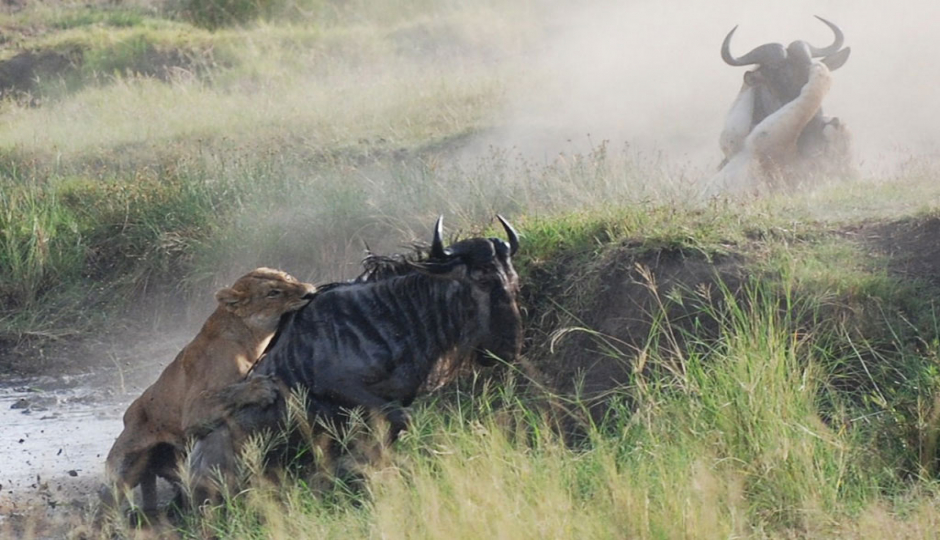 Actual image number 1 for slideshow images, displaying 21 tanzania safari images