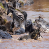 Blog post The Great Wildebeest Migration in the Serengeti  Title