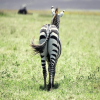 Thumb Nail Image: 1 Arusha National Park: A Hidden Gem in Tanzania's Wildlife Wonderland