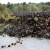Thumb Nail Image: 6 The Great Wildebeest Migration in the Serengeti 