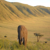 Thumb Nail Image: 3 Tanzania Safari Packages: Embark on a Journey of Discovery and Wonder
