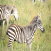 Thumb Nail Image: 4 Serengeti National Park: Where the Wild Roams Free