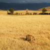 Thumb Image No: 2 8 Days Best Tanzania Safari in Arusha