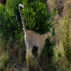 Tanzania Safari and Kilimanjaro: How to Combine Both in One Trip