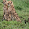Blog post Capturing the Wonders: Unveiling the Best Luxury Tanzania Safari Packages for Photography Enthusiasts in Serengeti National Park Title