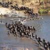 September Migration & Safari Update – Plus Travel Tips for September–October
