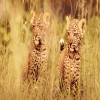 Thumb Nail Image: 4 A Breathtaking Adventure - Witnessing Wildlife in a Tanzania Safari