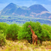 Thumb Nail Image: 2 Tsavo West National Park