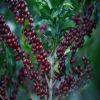 Blog post Kilimanjaro Coffee: A Heavenly Brew from Africa's Roof Title