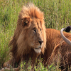 Thumb Nail Image: 2 Serengeti National Park: Where the Wild Roams Free