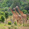Thumb Nail Image: 2 Arusha National Park: A Hidden Gem in Tanzania's Wildlife Wonderland