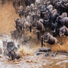 Thumb Nail Image: 1 Witnessing the Spectacle: The Best Time to See Wildebeest Crossing the Mara River