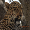 Blog post Discover the Ultimate Tanzania Safari with Guided Experts: A Journey Of lifetime Experience Title