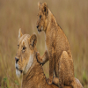 Discover the Magic: Join Our 4-Day Tanzania Camping Safari – Only $1100!