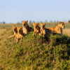 Thumb Image No: 4 6 Days Wildebeest Migration Safari