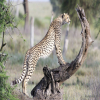 Blog post Discover the Marvels of Tanzania Camping Safaris - A Nature Enthusiast's Haven Title