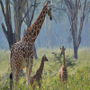 Thumb Nail Image: 3 Arusha National Park: A Hidden Gem in Tanzania's Wildlife Wonderland