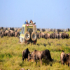 Thumb Image No: 2  6 Days Affordable Adventure Serengeti Safari