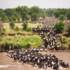 Thumb Image No: 1 10 Days Serengeti Great Wildebeest Migration Safari