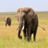 Thumb Nail Image: 1 Serengeti National Park: Where the Wild Roams Free