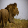 Blog post Discover the Best Day Trips in Tanzania: A Journey into Nature and Culture Title