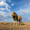 What is the Best Experience Not to Miss in a Tanzania Safari?