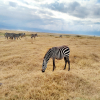 Thumb Nail Image: 4 Exploring the Wonders of Tanzania's Northern Circuit Safaris