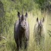 Thumb Nail Image: 1 Exploring Mkomazi National Park's Rhino and Wild Dog Project: A Conservation Success Story