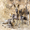 Thumb Nail Image: 5 10 Interesting Facts About Serengeti National Park
