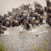 Thumb Nail Image: 3 Witnessing the Spectacle: The Best Time to See Wildebeest Crossing the Mara River