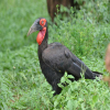 Thumb Nail Image: 2 Wings of Wonder: A Bird Watching Safari in Tanzania