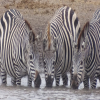 Blog post How to Plan a Budget-Friendly Tanzania Travel Adventure Title