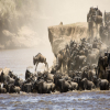 Thumb Nail Image: 1 The Great Wildebeest Migration in the Serengeti 