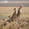 Thumb Image No: 3 5 Days Best Serengeti Lodges Safari