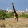 Thumb Nail Image: 3 Nairobi National Park