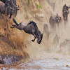 Thumb Nail Image: 4 Wilderness Unveiled: 7 Northern Tanzanian Havens for Wildlife Game Viewing