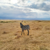 Thumb Nail Image: 1 Exploring the Wonders of Tanzania: A 5-Day Lodge Safari Adventure