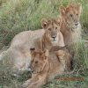 Thumb Nail Image: 3 From Arusha to Serengeti - A Safari Adventure of a Lifetime