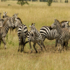 Thumb Nail Image: 1 What to Bring on a Tanzania Safari