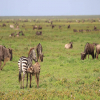 Thumb Nail Image: 3 Discovering the Best National Parks to Visit in Tanzania