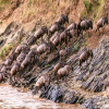Thumb Nail Image: 4 The Great Wildebeest Migration in the Serengeti 