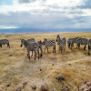 Thumb Nail Image: 2 Exploring the Wonders of Tanzania's Northern Circuit Safaris