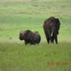 Thumb Nail Image: 2 Exploring the Natural Wonder of Ngorongoro Crater: A Safari Experience Like No Other