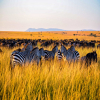 Blog post The Great Migration in Serengeti: A Month-by-Month Guide to Nature’s Greatest Show Title