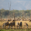 Thumb Nail Image: 1 Your Ultimate Guide to Tanzania Safari Booking