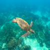 Blog post Basking in Paradise: Discovering the Best Beaches in Tanzania Title
