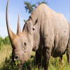 Blog post Exploring Mkomazi National Park's Rhino and Wild Dog Project: A Conservation Success Story Title