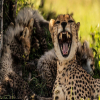 Is Kenya or Tanzania Safari Better? Here’s Why Tanzania Takes the Crown