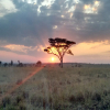 Blog post Serengeti National Park: Where the Wild Roams Free Title