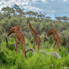 Thumb Nail Image: 3 Embark on an Extraordinary Adventure: Tanzania Safaris